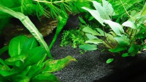 Рыбки,черный барбус,танец