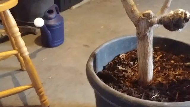 Shantung maple (part 8) Update! смотреть онлайн