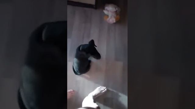 Лабродор ест творог смотреть онлайн