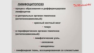Гемопоэз 3 / КАК ОБРАЗУЕТСЯ КРОВЬ / Гистология