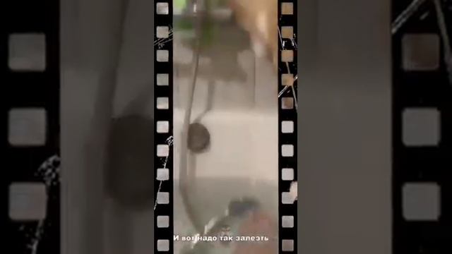 Забавные животные смотреть онлайн