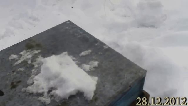 Зимовка пчёл без утепления смотреть онлайн