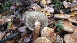 Чешуйчатка обыкновенная  съедобна после отваривания.