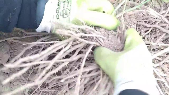 Спаржа (Asparagus)|Осіння пересадка|Поділ смотреть онлайн