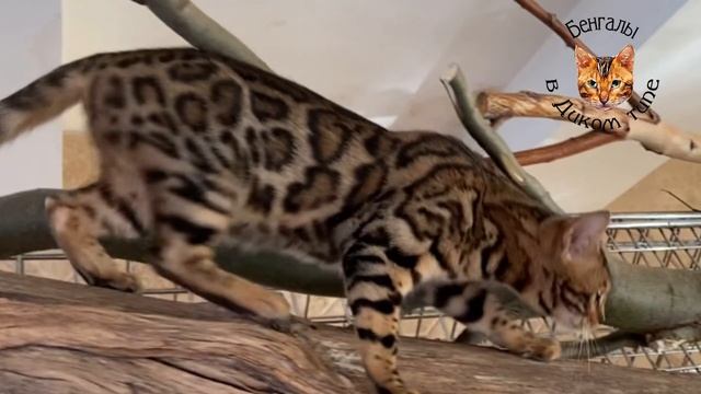 БЕНГАЛЬСКИЕ КОШКИ, В ДИКОМ ТИПЕ, НА ПРИРОДЕ