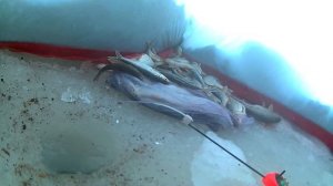 Рыбалка на р.Томь в -30. д. Берёзово. 04.12.2018 г.