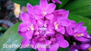 Spathoglottis plicata / Ground orchid / Philippine ground orchid / Bim orkid /bim orchid /බිම් ඕකිඩ