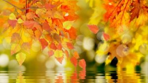 Футаж - Осень листья вода