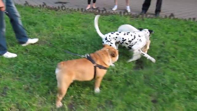 щенок лабрадор 4 месяца Маркушка смотреть онлайн