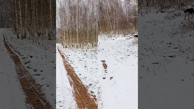 Внедорожники