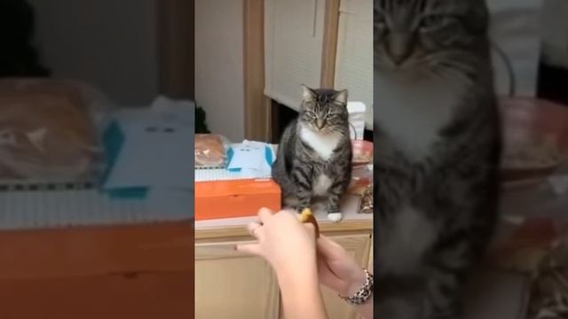 1000002066.mp4 смотреть онлайн