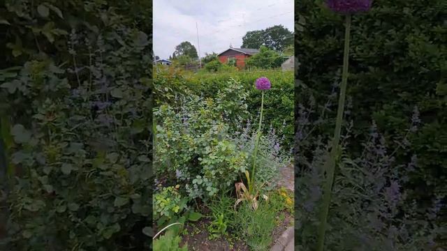 Розы июнь 2019 смотреть онлайн