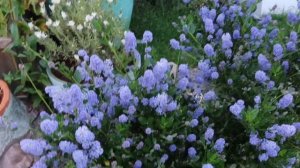 Victoria California Lilac (Ceanothus Impressus ‘Victoria’) - evergreen and drought tolerant shrub