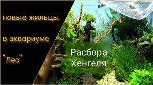 Запускаем рыбок в аквариум "Лес"