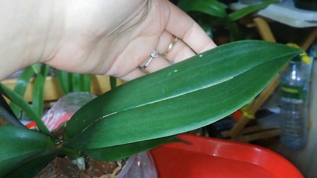 Фаленопсис уценка Быстрое ВОССТАНОВЛЕНИЕ✔️БЕЗ ТУРГОРА ЛИСТЬЕВ ПРИ ПОКУПКЕ✔️СПУСТЯ НЕДЕЛЮ КАК ОГУРЧИ смотреть онлайн