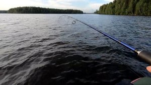 Здоровенные окуни Десногорского водохранилища.