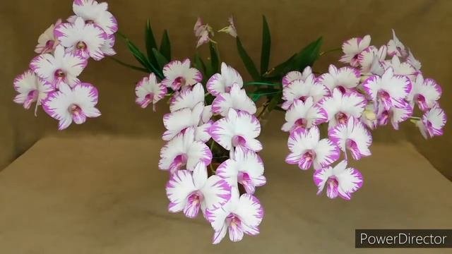Цветение орхидеи Dendrobium Enobi Purple `Splash`  #домашнеецветение #орхидеи #dendrobium