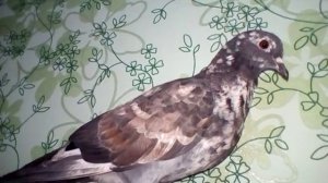 Голубя назвали Клёпа. The pigeon was named Klepa!