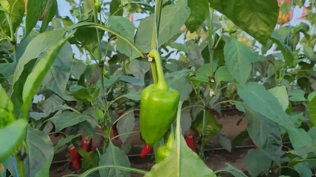 Показываю урожай перца смотреть онлайн