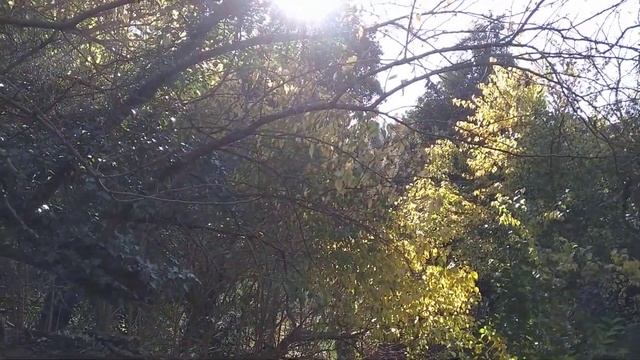 1.12.21 Лестница к 100-летнему дубу смотреть онлайн