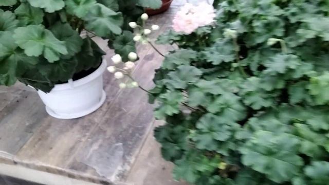 #261.Уход за взрослыми пеларгониями в зимний период. Варианты зимовки. Подробности о поливе.