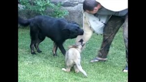 Щенок Немецкой Овчарки. 2,5 месяца. Первые шаги в дрессировке. Working German Shepherd. Puppy. 2,5m