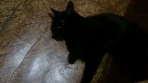 Кошка лижет пол))