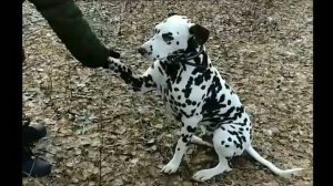 Правильный далматин - заочник проекта ДТ. Управление на скорости.