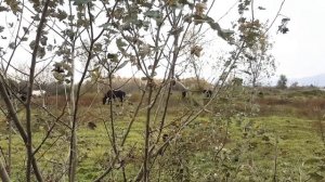 Как узнать ВОЗРАСТ ЛОШАДИ ?