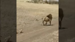 Пошли с батей на охоту