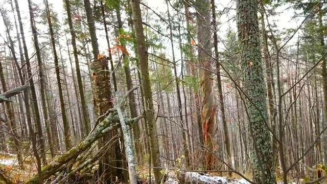 В поисках отшельника Филарета.