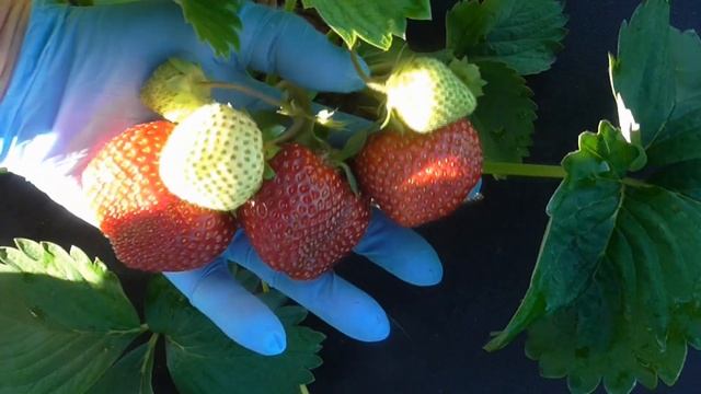 МОСКОВА - поздний итальянский сорт с темно-вишневой ягодой. Новинка 21 года. смотреть онлайн