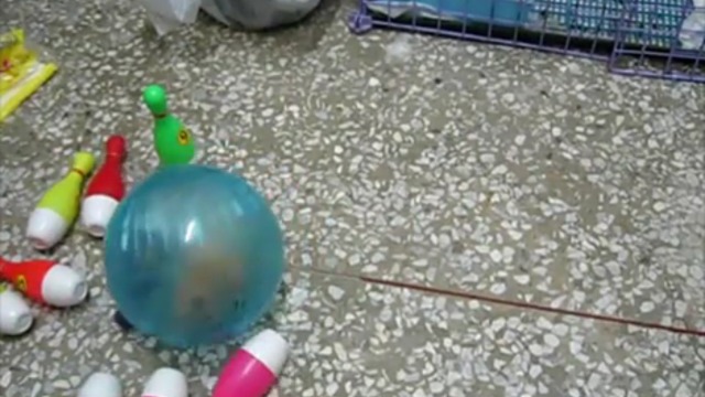 Хомяк в боулинге