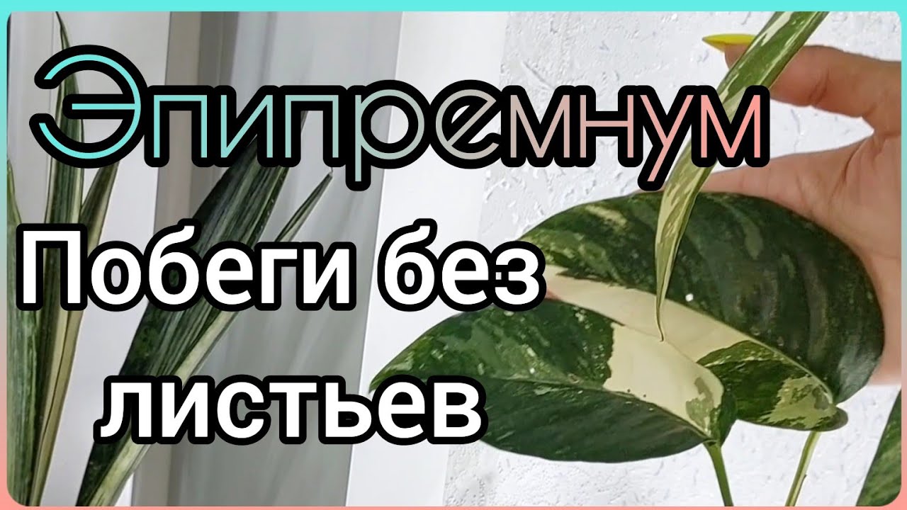 #ЭПИПРЕМНУМ выдаёт побеги без листьев?Что делаю☀️ #комнатныерастения  #цветы #растения #размножение