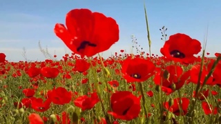 Сергей Осинцев – Бессмертный полк смотреть онлайн