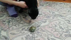 Знакомство кота Масяна и красноухой черепахи по имени Шуга