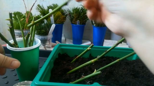 МАРТОВСКОЕ ЧЕРЕНКОВАНИЕ РОЗ смотреть онлайн