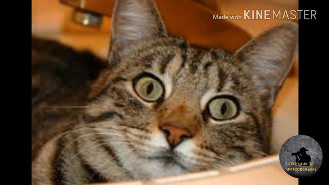 Кошачий Мир#1-Дракон Ли!