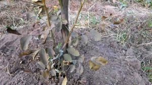 Грецкий орех . Подготовка к зиме