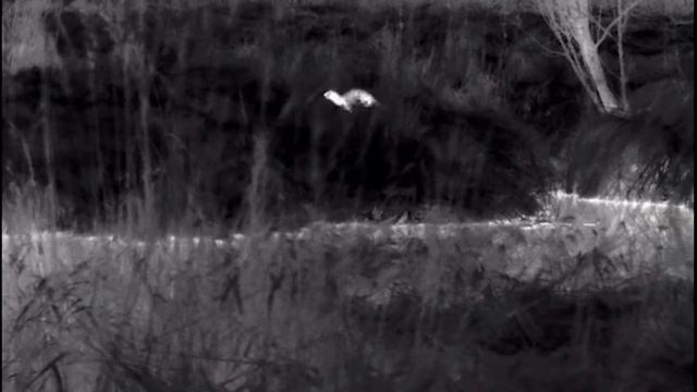 Medžiotojai išbando realiomis medžioklės sąlygomis. Pulsar Helion 2 XP50 смотреть онлайн