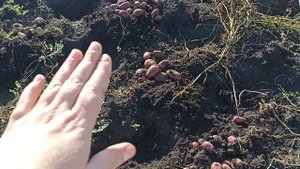 сорт картошки МИШКА... картинка. И сорт ИМПАЛА