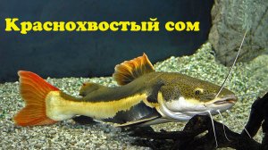 Краснохвостый сом - Phractocephalus hemioliopterus