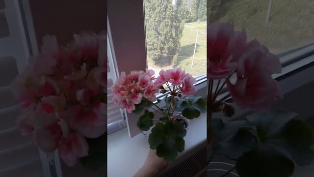 Сорт PAC Salmon Queen смотреть онлайн