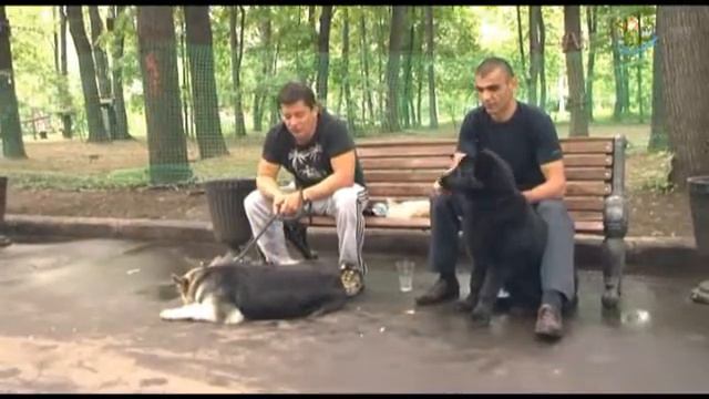 Лечение теплом и любовью: чем полезны кошки и собаки смотреть онлайн