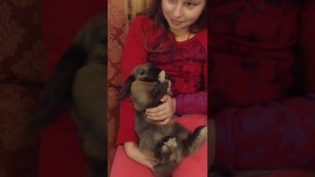 Кролик умывается,)rabbit washes,) смотреть онлайн