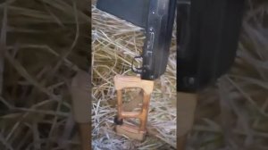 Охота на уток с сайгой 12