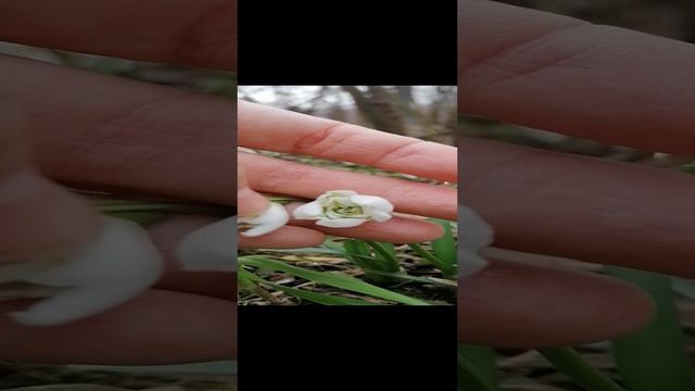 Подснежники - Галантусы Флоре Плено (galanthus nivalis Flore Pleno) - март 2023