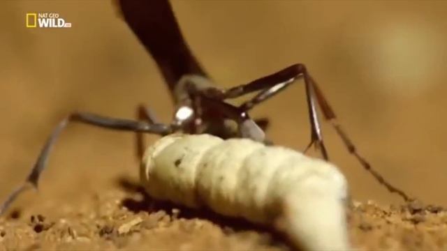 Сколопендра поймала летучую мышь. Как охотятся насекомые? смотреть онлайн