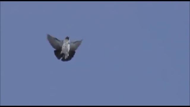 Николаевские голуби!  Супер  питомник  Агурбаш Н.Г.