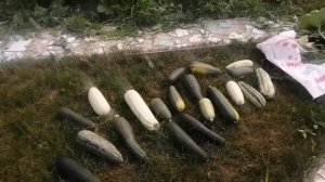 РАССАЖИВАЕМ КРОЛИКОВ НА САМОК И САМЦОВ, , ДЕЛА ЖИТЕЙСКИЕ,,,